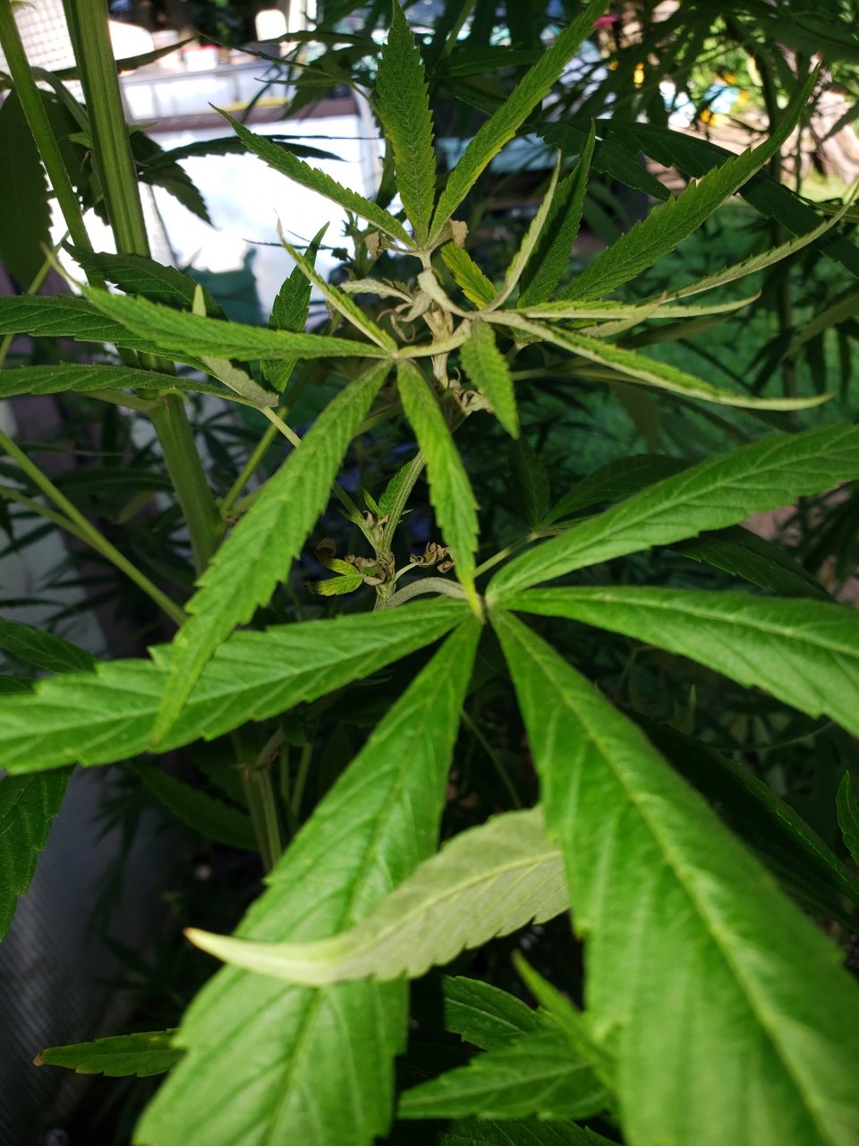 Why is this happening to my outdoor GSC