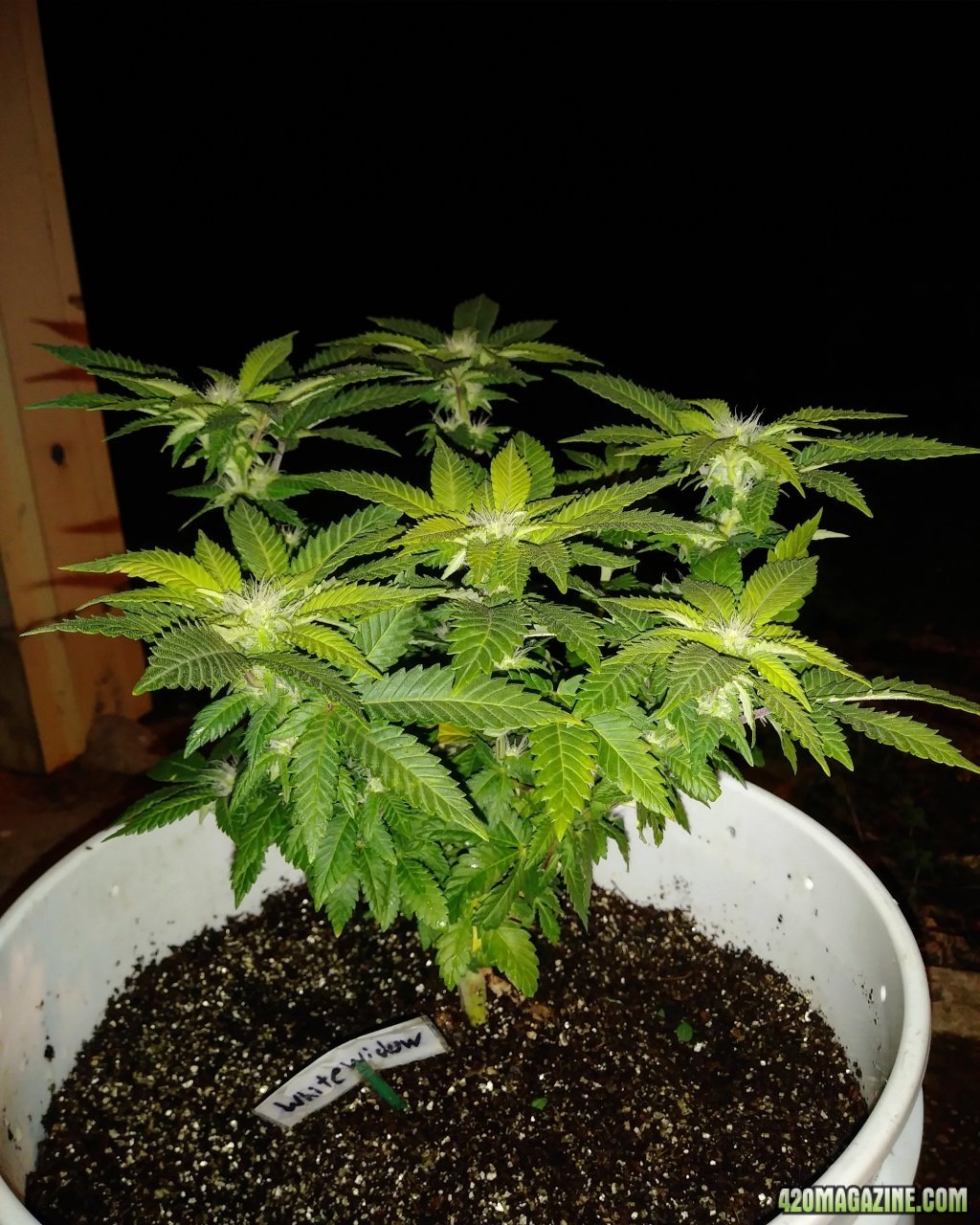 Widow#1 /61 days old 12 th of flower