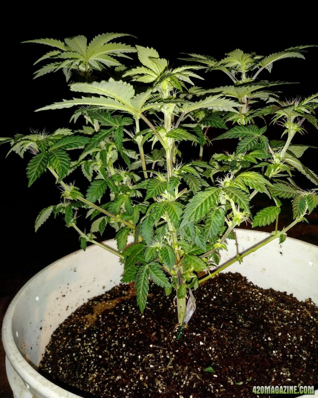 Widow#2/ 59 days old 12 th of flower