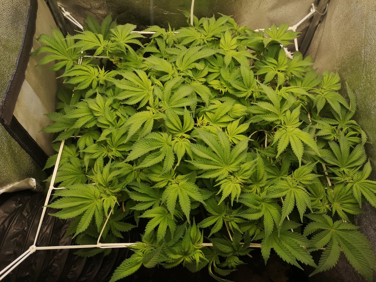 WiFi OG - w10d4 - not a lot done