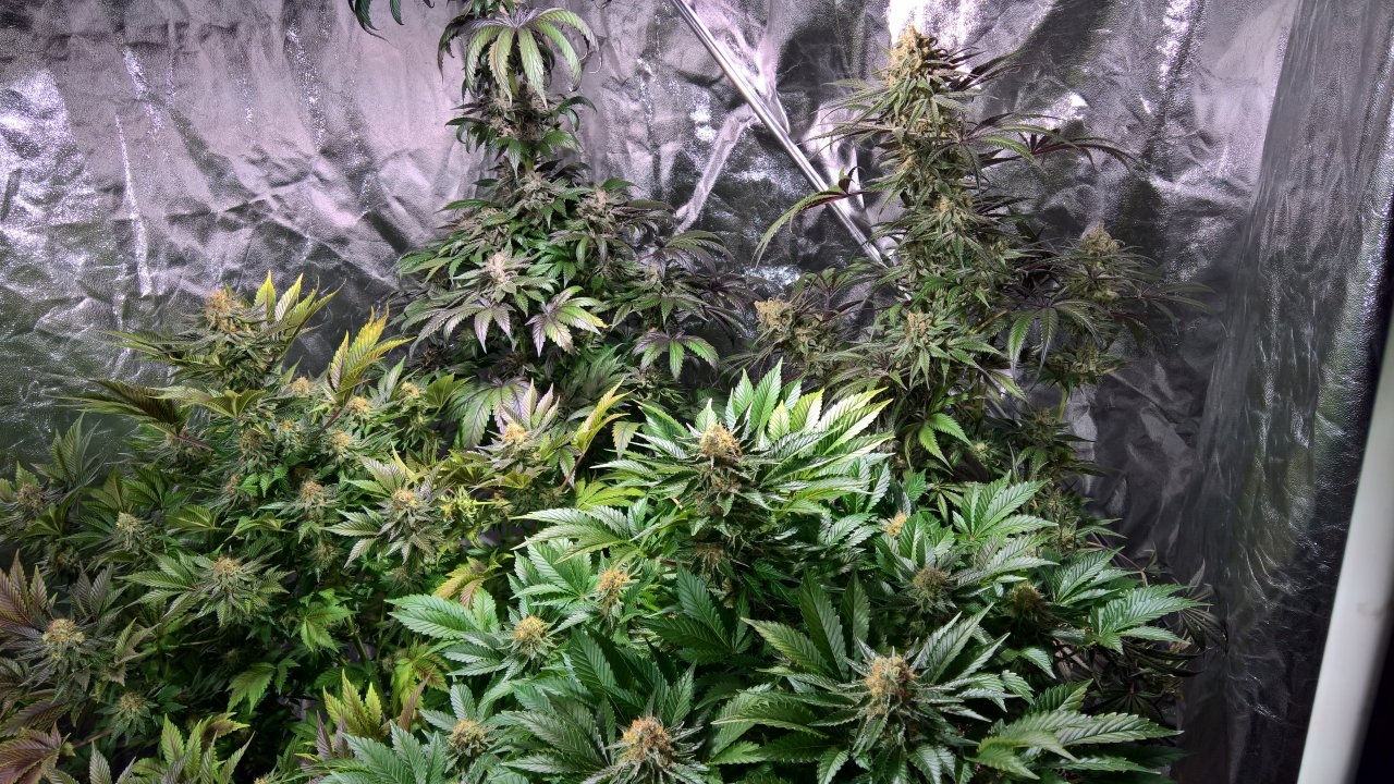 Wk9 D6 right of tent.