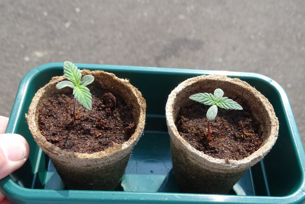 WSE GSC Seedlings Coco