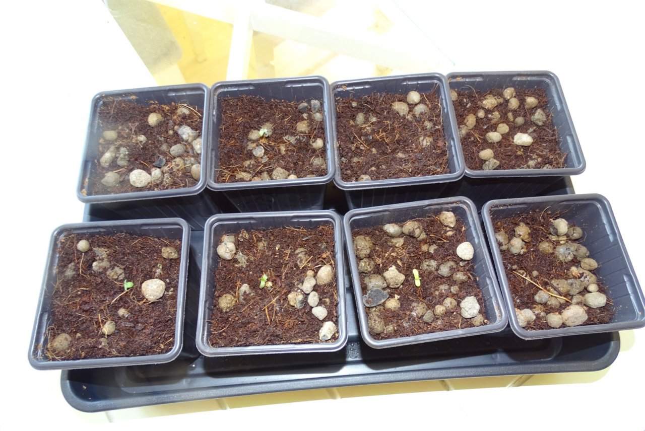 WSE GSC Seedlings