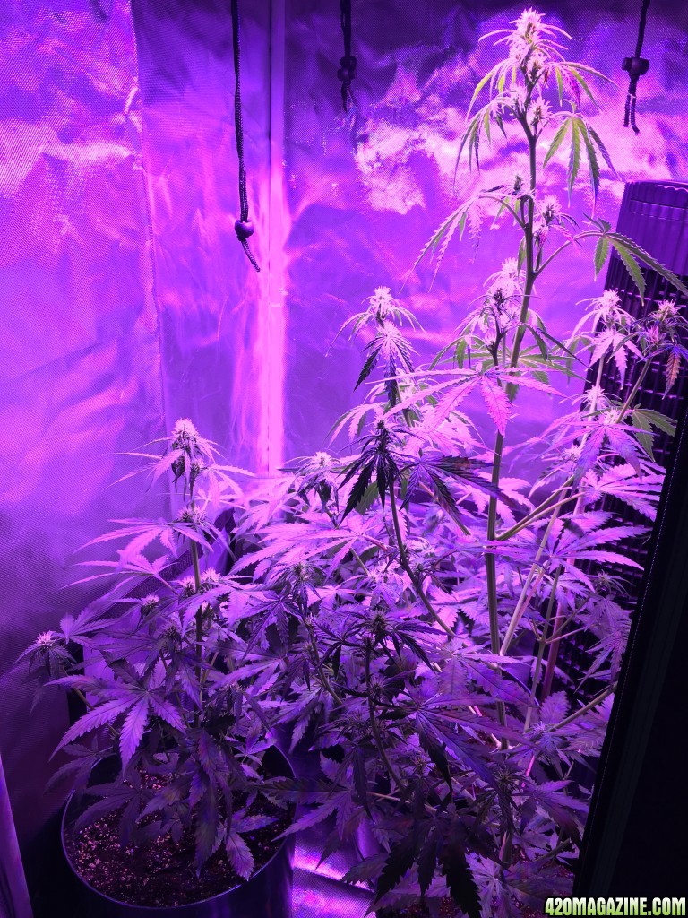 WW auto really growing fast 12/9/16