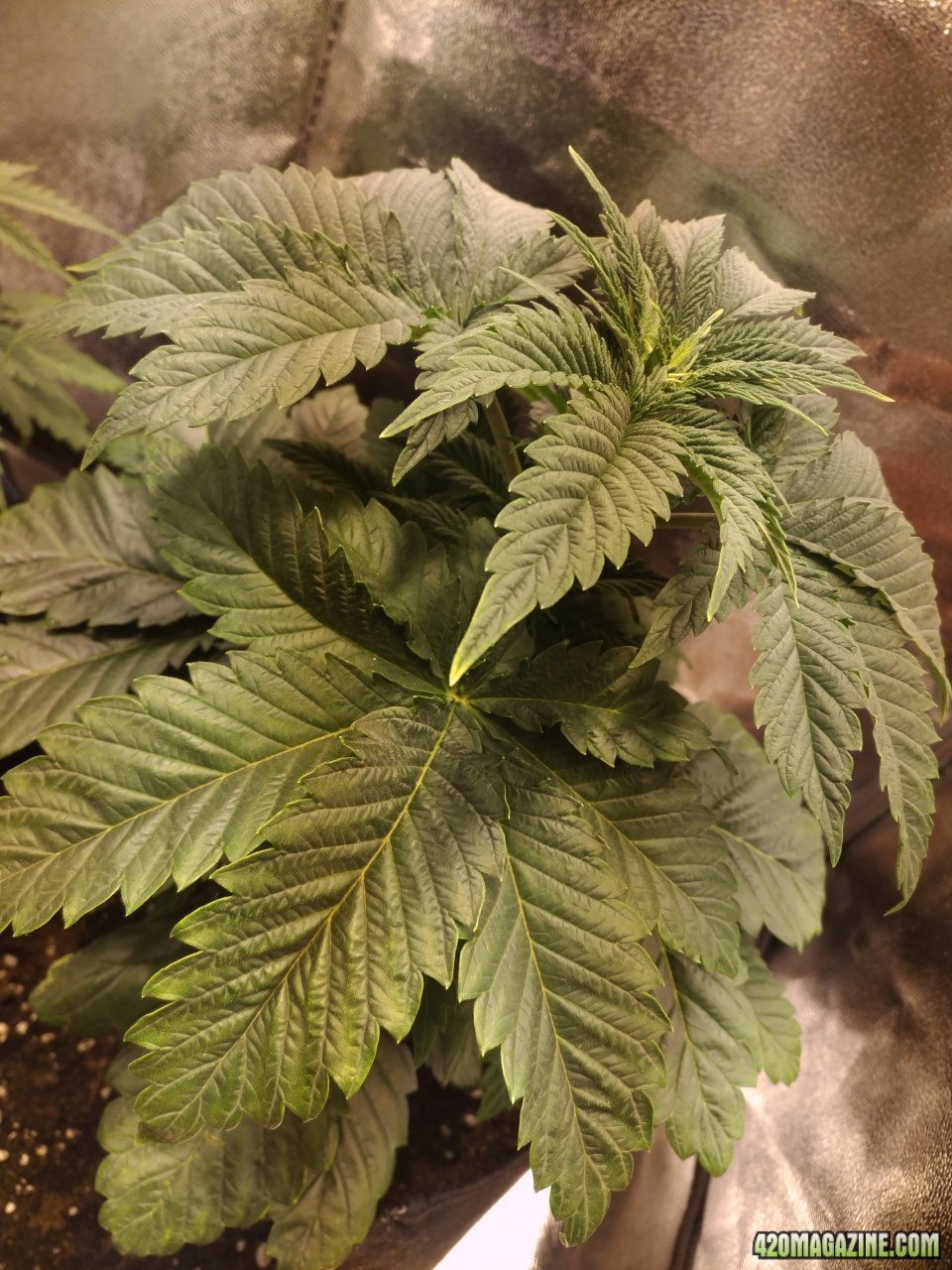 WW Day 36 from seed // day 2 of flower