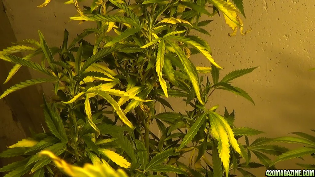 yellowing in grow