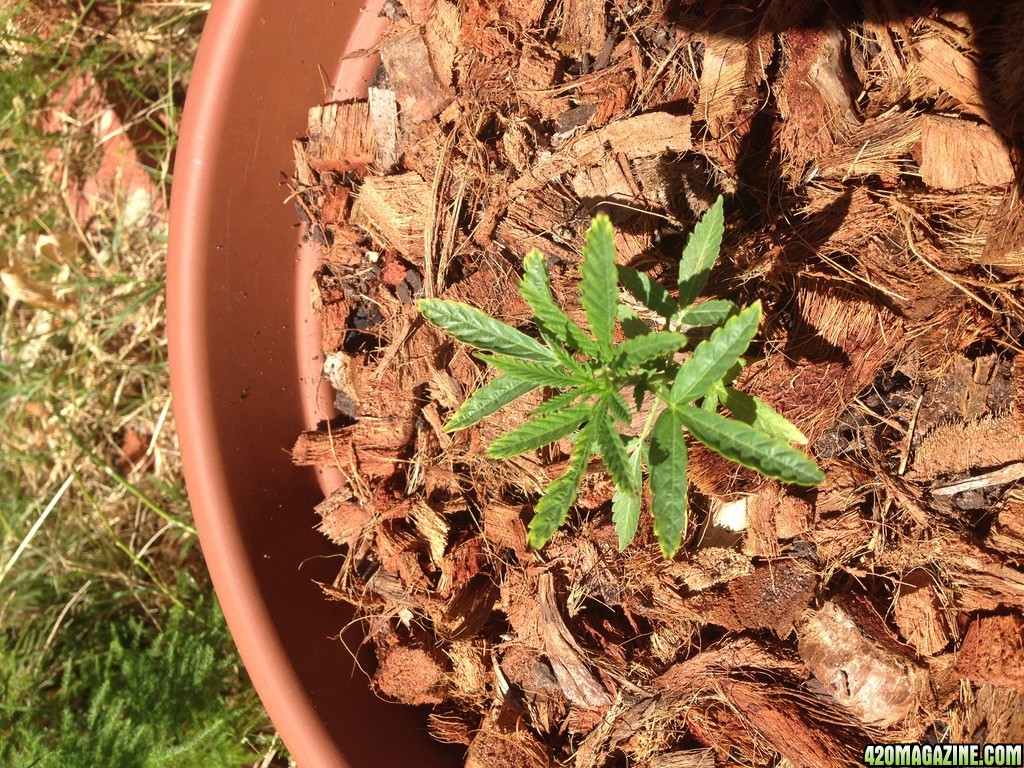 Young Aussie plants. think they might be getting too hot!?