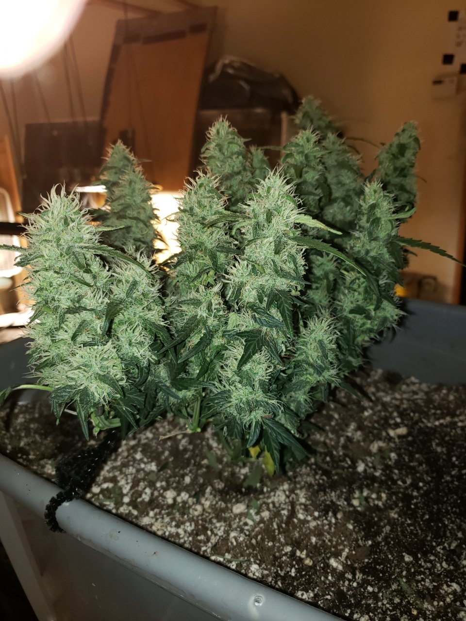 Zkittles auto after trim