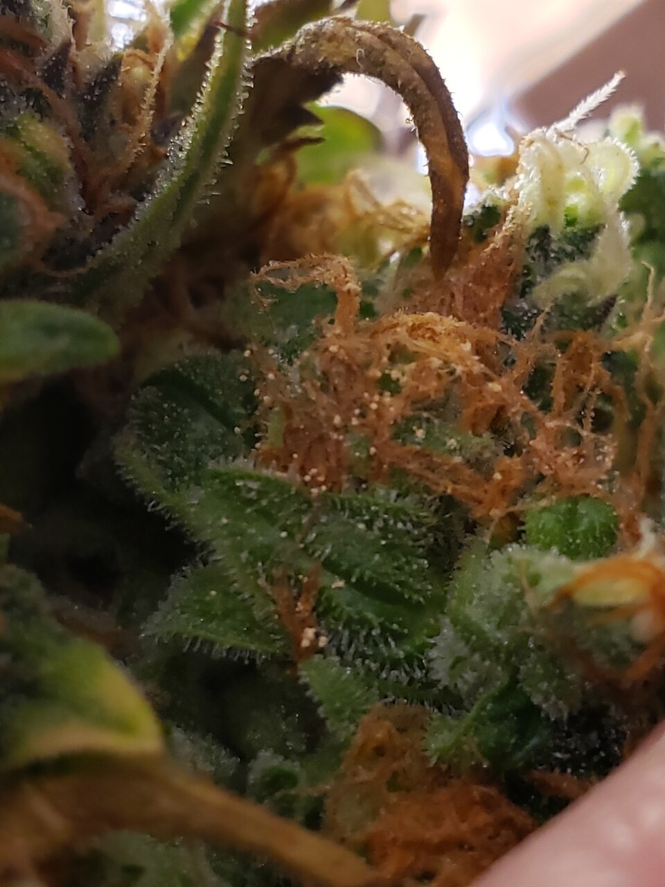 Zkittles auto found shit on my buds maybe bud rot