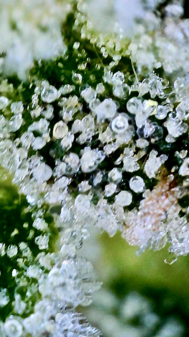 Zkittlez Frosted Trichomes3.JPG
