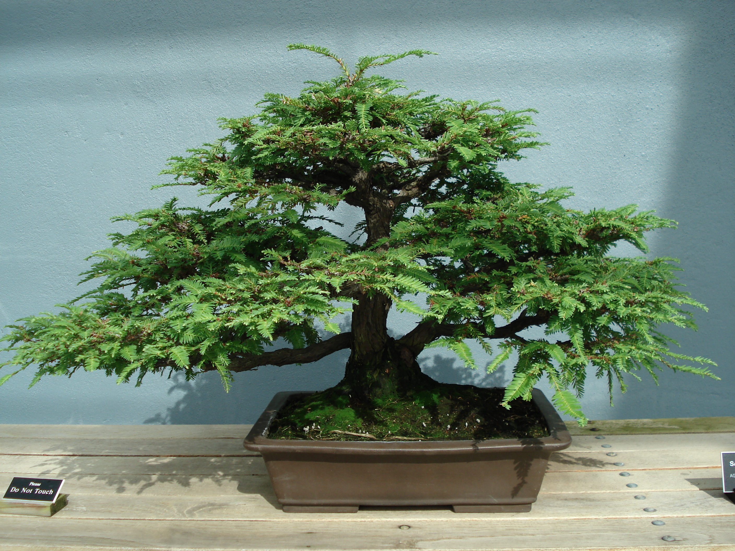 Redwood_bonsai.JPG