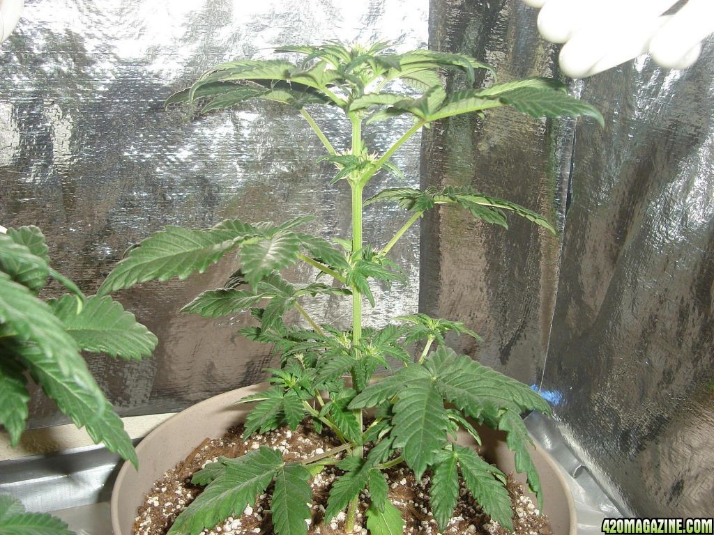Day_30_-_Plant_2_Overview.JPG