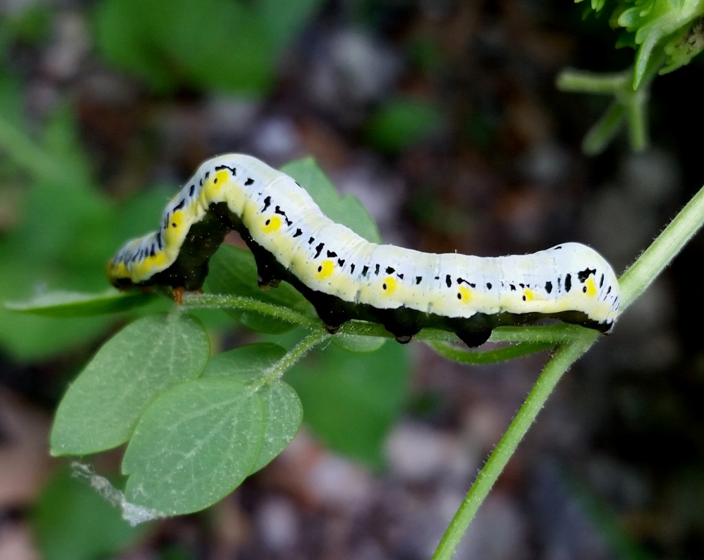 Caterpillar3.jpg