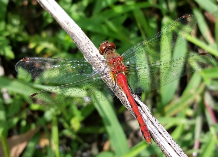 Dragonfly_Red.jpg