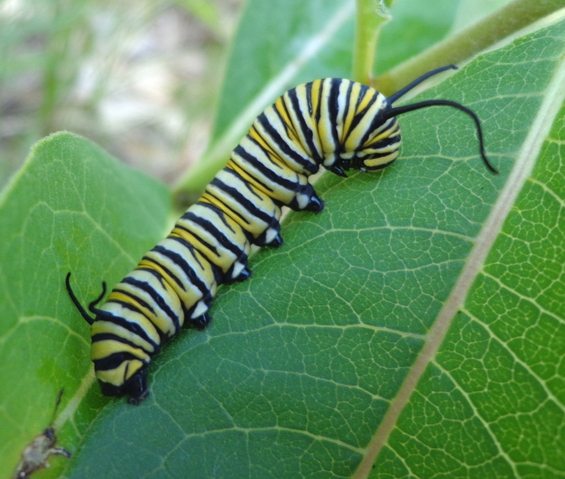caterpillar11.jpg