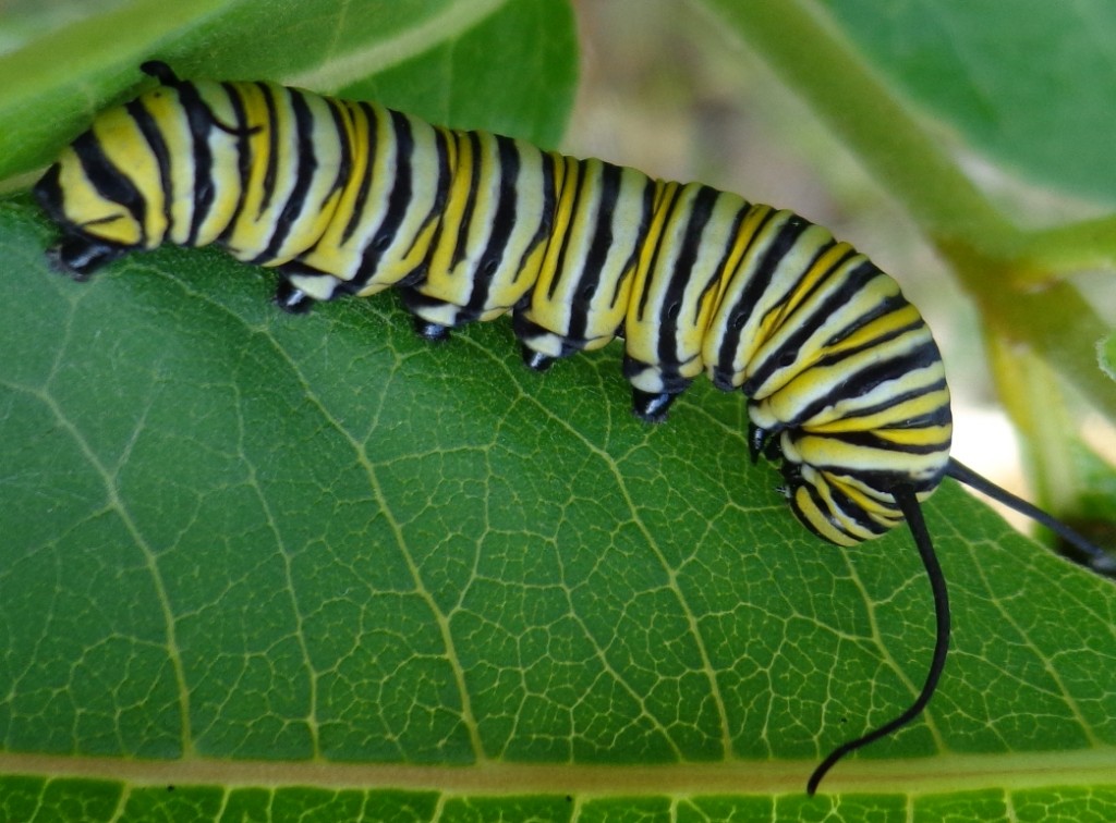 caterpillar21.jpg