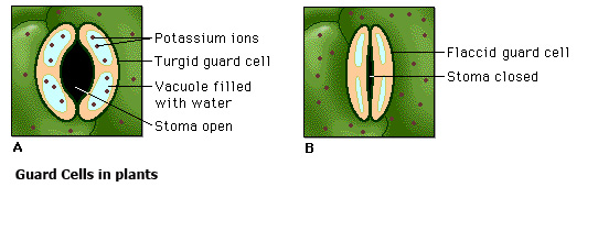guard_cells.jpg