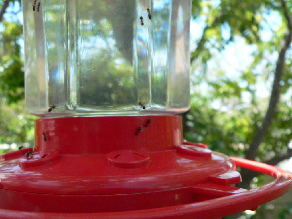 hummingbirdfeederants.jpg