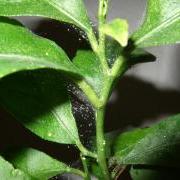 large_spider-mites-on-lemon-plant.jpg