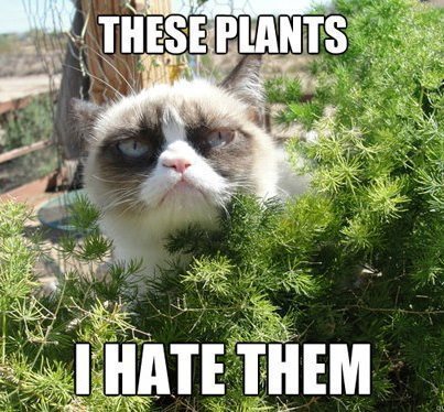 post-18996-Grumpy-Cat-gardening-meme--the-QJxm.jpeg