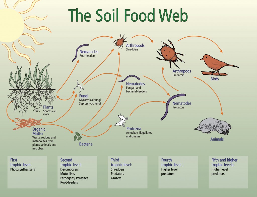 soilfoodweb.jpg