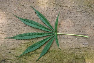 320px-Cannabis_sativa01.jpg