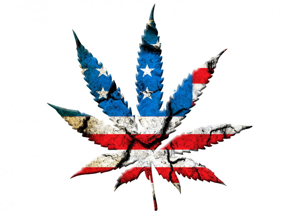 American_Cannabis_-_Pixabay.png