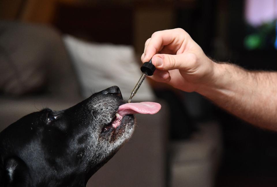 CBD_Oil_and_Pets_-_Getty_Images.jpg