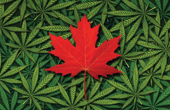 Canada_Marijuana_-_THINKSTOCK.jpg