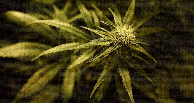 Cannabis-Bud-Ancient.jpg