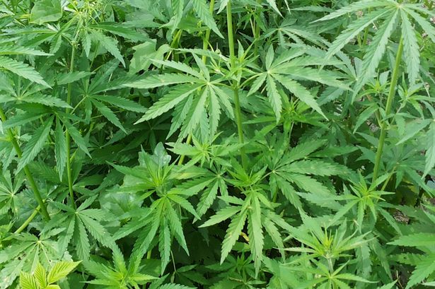 Cannabis-Plant.jpg