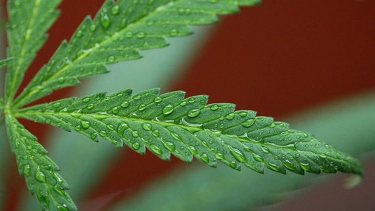 Cannabis-plant1.jpg