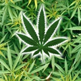 Cannabis11.jpg