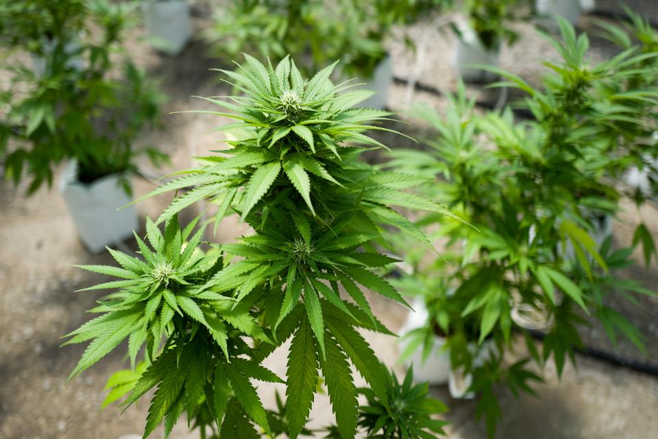 Cannabis_-_Getty_Images.jpg