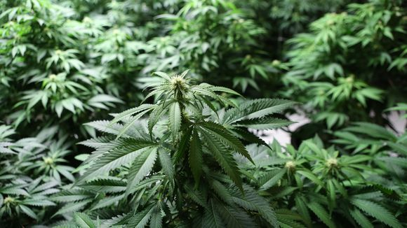 Cannabis_-_Journal_News.png
