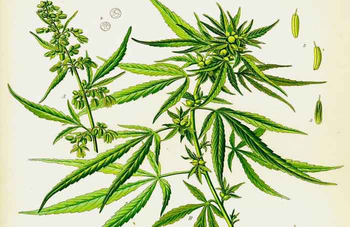 Cannabis_Botany_-_Adolf_Kohler.jpg