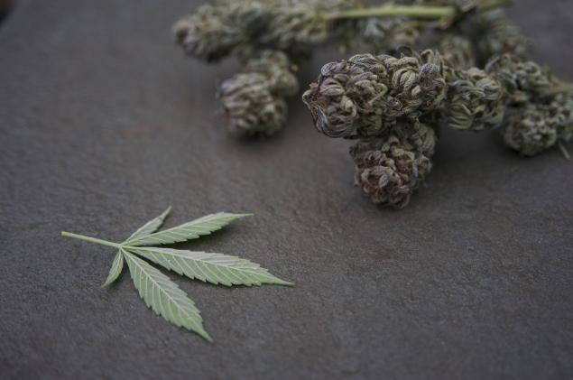 Cannabis_Bud1.jpg