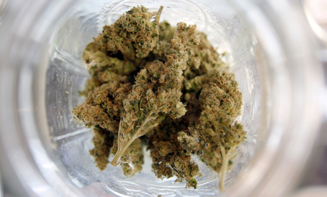 Cannabis_Buds.jpg