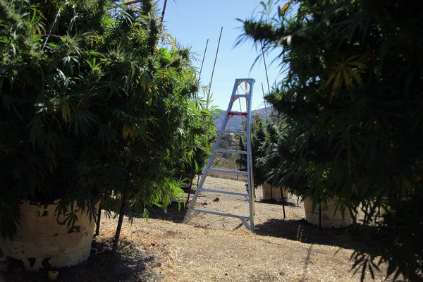 Cannabis_Farm.jpg