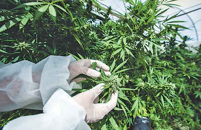 Cannabis_Farm_-_Bloomberg.jpg