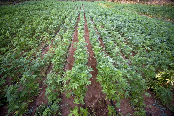 Cannabis_Field.jpg