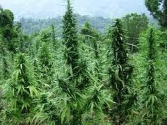 Cannabis_Field_.jpeg