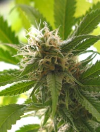 Cannabis_Flower.jpg