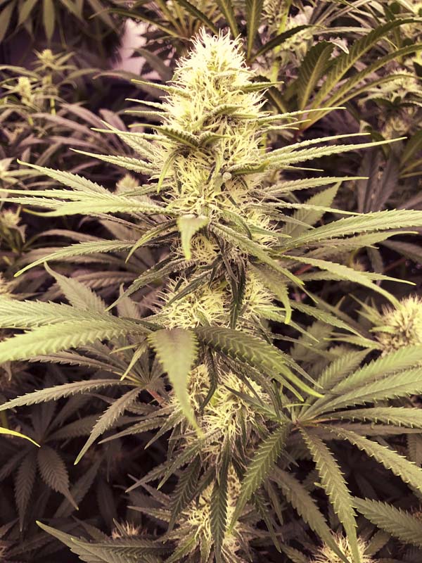 Cannabis_Flower2_-_Maui_Grown_Therapies.jpg