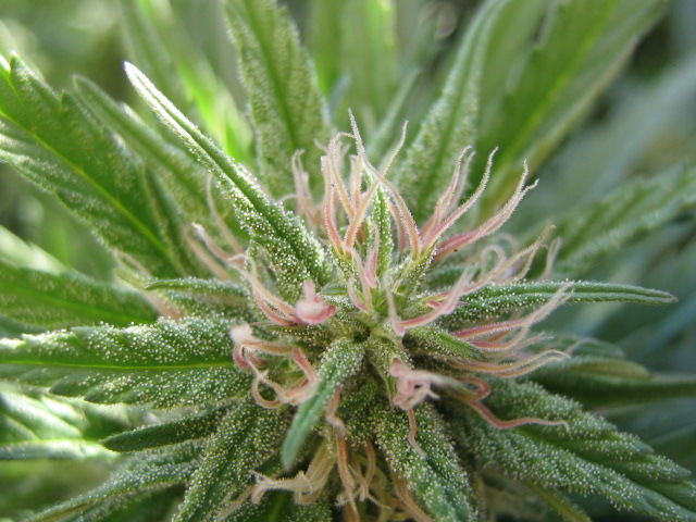 Cannabis_Flower3.jpg