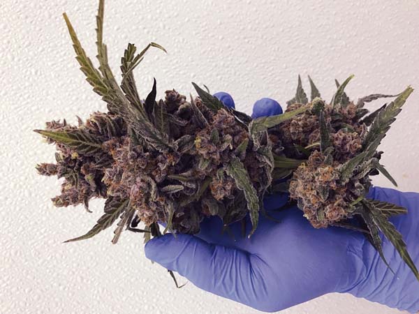 Cannabis_Flower_-_Maui_Grown_Therapies.jpg