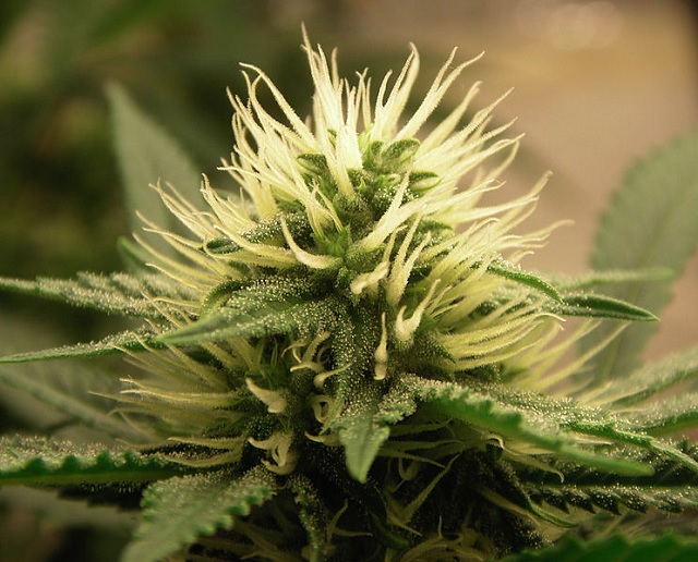 Cannabis_Flower_-_Wikimedia_commons.jpg
