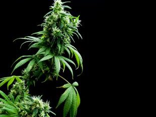 Cannabis_Flowering.jpg