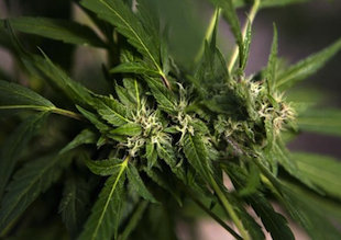 Cannabis_Flowers.jpg
