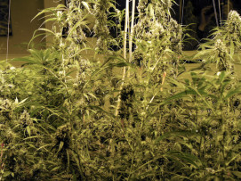 Cannabis_Grow.jpg